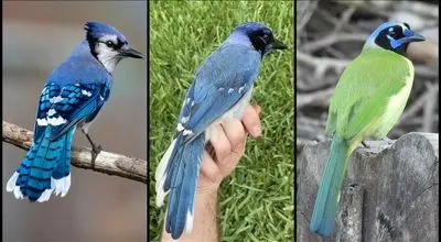 برای نخستین‌بار: پرنده‌ای دورگه از دو گونه با ۷ میلیون سال فاصله تکاملی ثبت شد