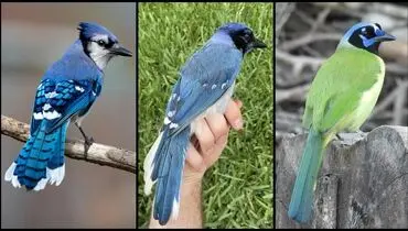برای نخستین‌بار: پرنده‌ای دورگه از دو گونه با ۷ میلیون سال فاصله تکاملی ثبت شد
