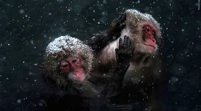 تصاویر آرامش مسحورکنندۀ «میمون‌های برفی» در چشمه‌های آب گرم + عکس
