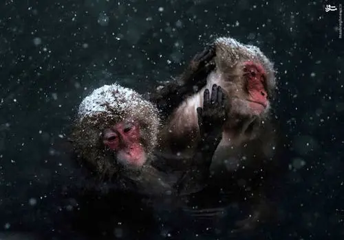 تصاویر آرامش مسحورکنندۀ «میمون‌های برفی» در چشمه‌های آب گرم + عکس
