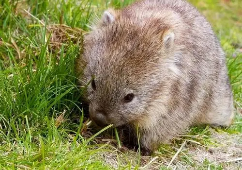 مدفوع مکعبی؛ ابزار عجیب یک جانور برای برقراری ارتباط + عکس