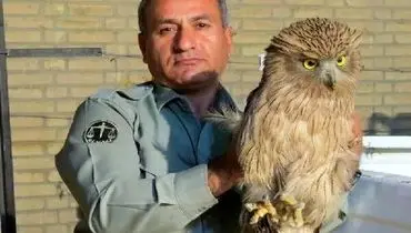 دستور دادستانی در خصوص شناسایی عاملان قتل «هدایت الله دیده‌بان» محیط‌بان در کوه خاییز