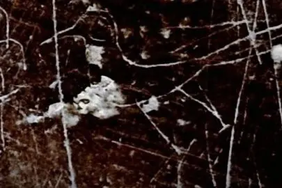 کشف پرنده باستانی در سنگ نگاره عهد ساسانی + تصاویر