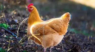 دفاع جانانه مرغ مادر از جوجه هایش در برابر پرنده شکاری+ فیلم