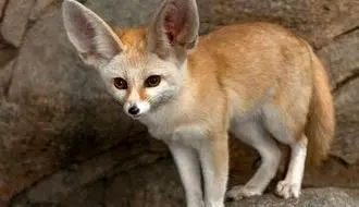 تصاویر جذاب  6 گونه از زیباترین روباه های دنیا + فیلم
