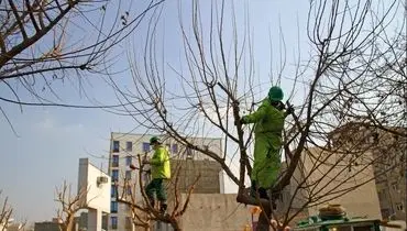  سبک عجیب هرس درختان توسط شهرداری ایلام خبرساز شد!+ فیلم