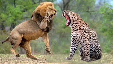 نبردی غیرمنتظره میان شیر و پلنگ بر سر غذا + فیلم