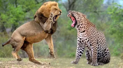 نبردی غیرمنتظره میان شیر و پلنگ بر سر غذا + فیلم