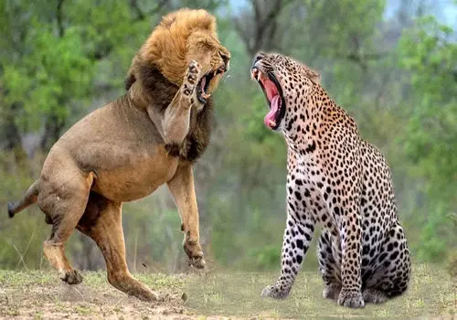 نبردی غیرمنتظره میان شیر و پلنگ بر سر غذا + فیلم