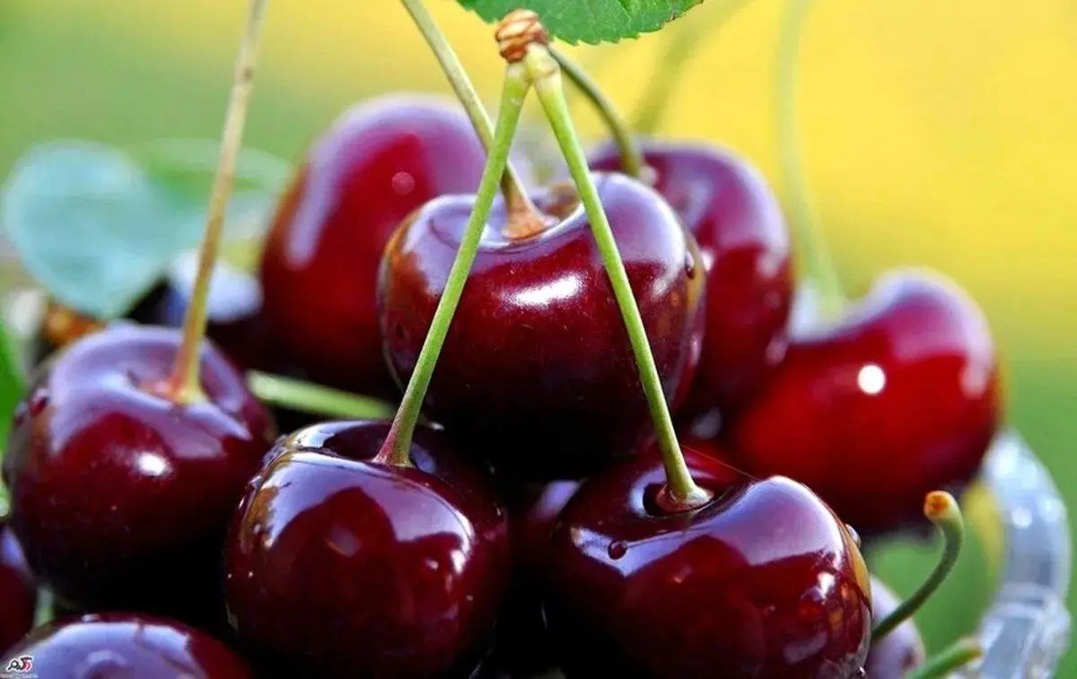 میوه خوشمزه ای که ذهن شما را آرام میکند
