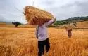  گام نهایی در پرداخت مطالبات گندمکاران؛ تسویه کامل تا پایان مهر


