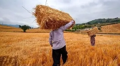 گام نهایی در پرداخت مطالبات گندمکاران؛ تسویه کامل تا پایان مهر