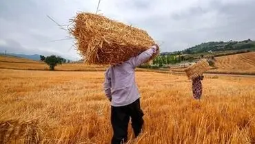  گام نهایی در پرداخت مطالبات گندمکاران؛ تسویه کامل تا پایان مهر

