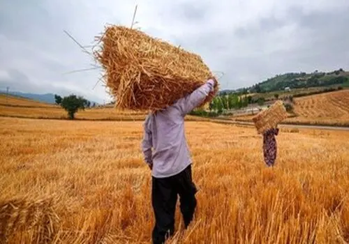پرداخت مطالبات گندم‌کاران از ۳۴۸ همت عبور کرد