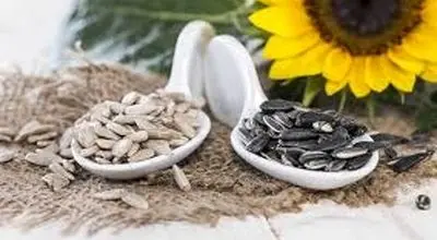 دلایل خالی بودن مغز تخمه آفتابگردان
