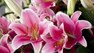 نحوه نگهداری و پرورش گل سوسن