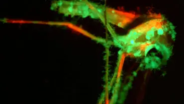 راهکاری نو دانشمندان برای مقابله با پشه‌ها؛ قارچ معطر و مرگبار وارد میدان شد