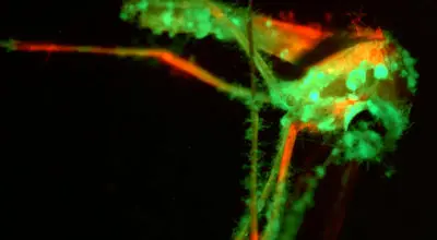 راهکاری نو دانشمندان برای مقابله با پشه‌ها؛ قارچ معطر و مرگبار وارد میدان شد