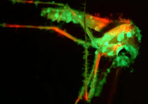 راهکاری نو دانشمندان برای مقابله با پشه‌ها؛ قارچ معطر و مرگبار وارد میدان شد