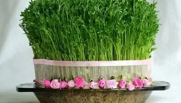  این سبزه عید ۷ روزه آماده می شود+ دستور