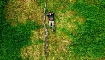 غول خزنده طبیعت؛ بارونس، درازترین مار وحشی جهان