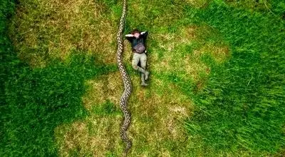 غول خزنده طبیعت؛ بارونس، درازترین مار وحشی جهان