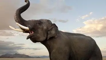 وقتی شیر ماده در برابر فیل قرار گرفت + فیلم