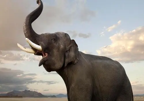 وقتی شیر ماده در برابر فیل قرار گرفت + فیلم