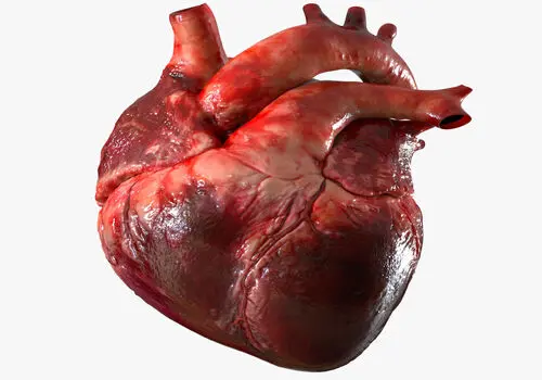 قلب هم از گرما در امان نیست

