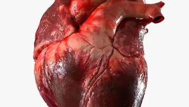 توصیه‌های طب ایرانی برای تقویت قلب

