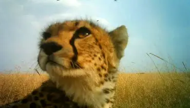 یوز آسیایی برای جفتگیری بدون استرس قرنطینه شد