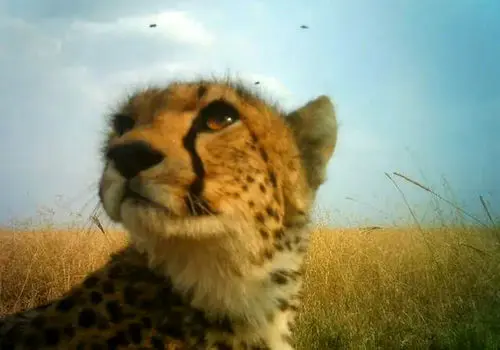 یوز آسیایی برای جفتگیری بدون استرس قرنطینه شد