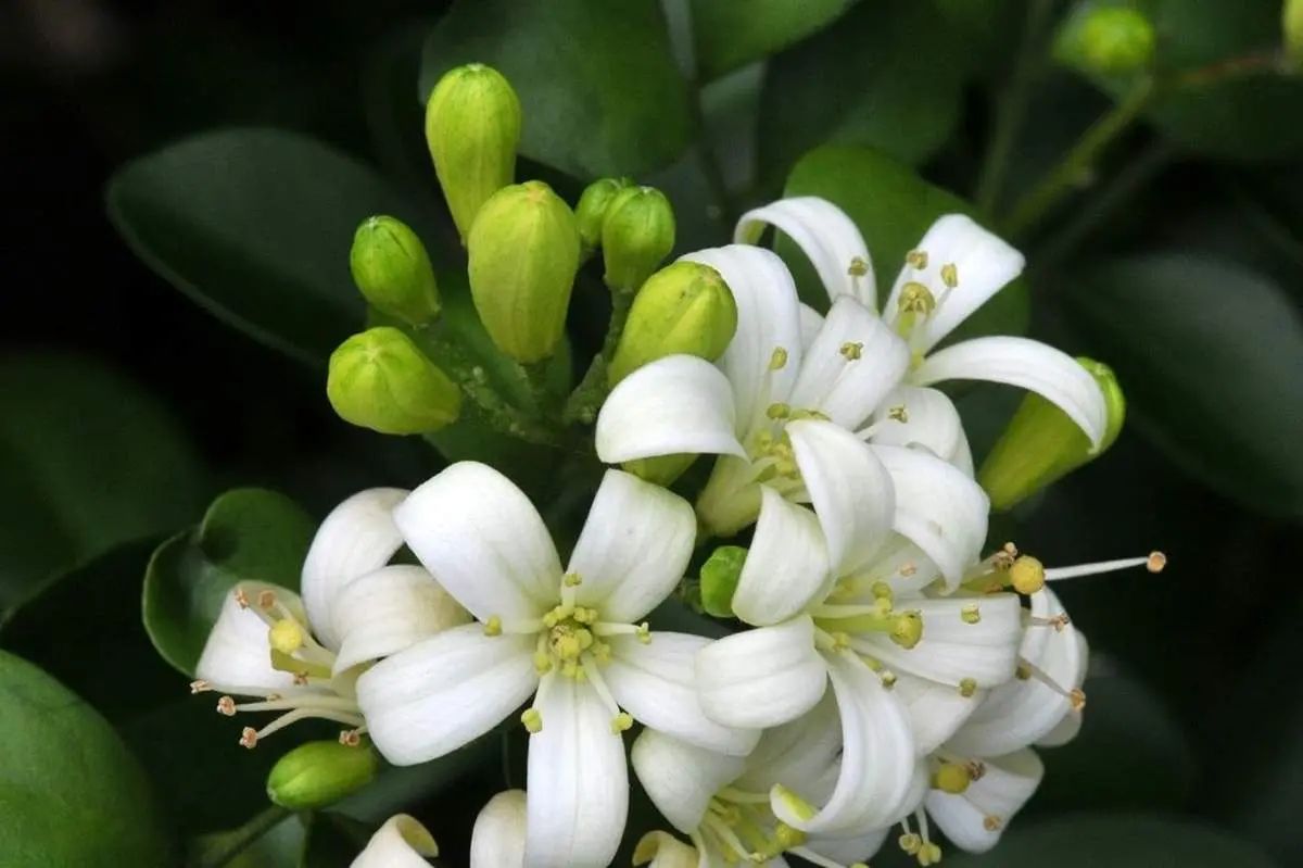 کاربرد و خواص شگفت انگیز  بهارنارنج در آشپزی