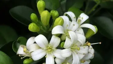 کاربرد و خواص شگفت انگیز  بهارنارنج در آشپزی