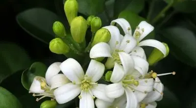 کاربرد و خواص شگفت انگیز  بهارنارنج در آشپزی