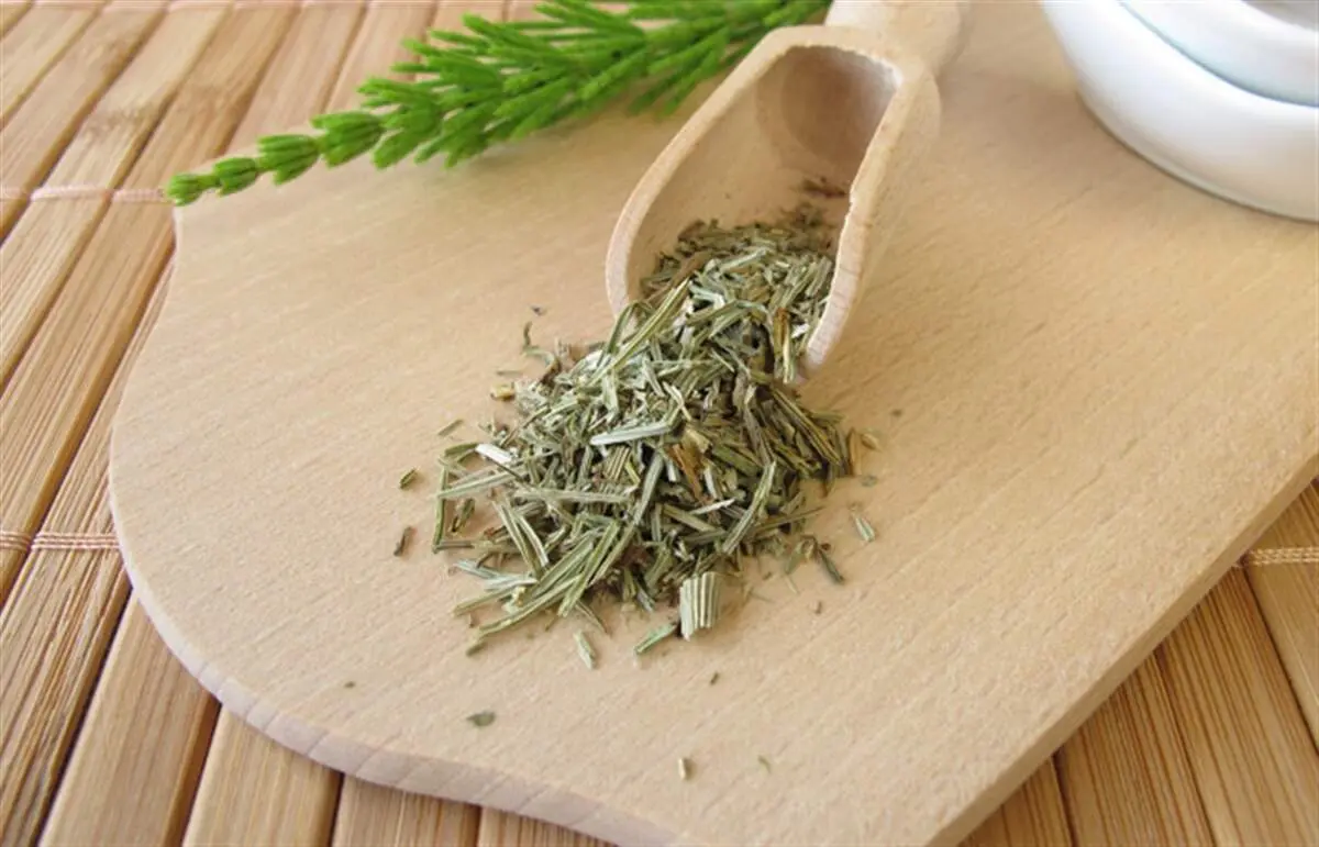 فواید عجیب و بی نظیر گیاه دم اسب که از آن بی خبرید