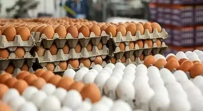 آخرین قیمت تخم‌مرغ؛ نرخ شانه ۳۰ عددی مشخص شد