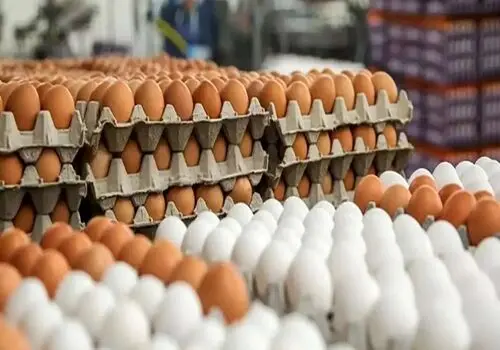 خبر جدید از آخرین قیمت تخم مرغ