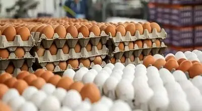 آخرین قیمت تخم‌مرغ؛ نرخ شانه ۳۰ عددی مشخص شد