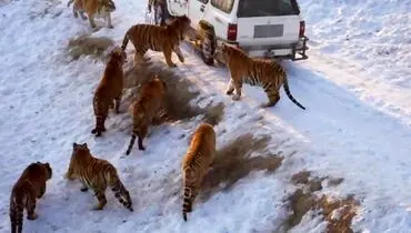 لحظاتی دلهره آور از حمله ببرها به اتومبیل مسافران+ فیلم