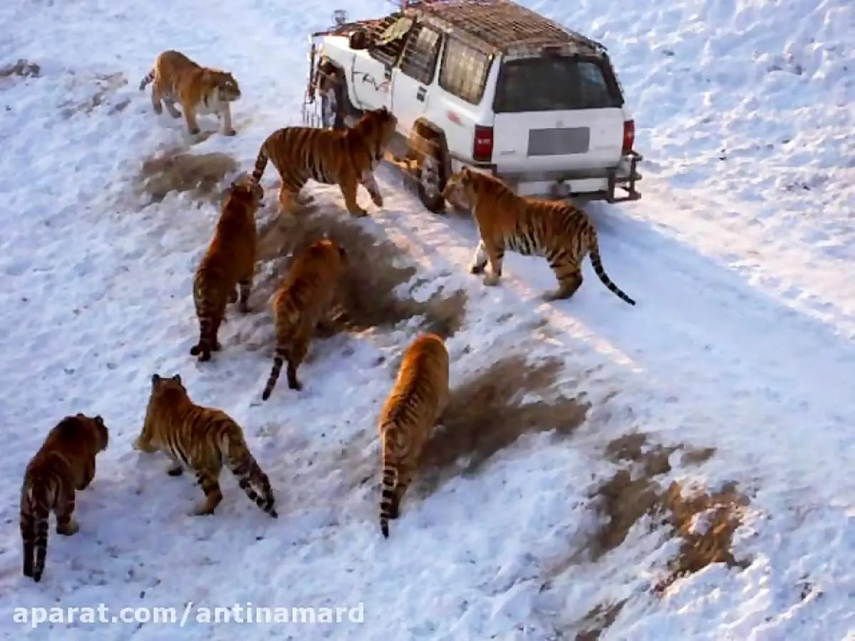 لحظاتی دلهره آور از حمله ببرها به اتومبیل مسافران+ فیلم