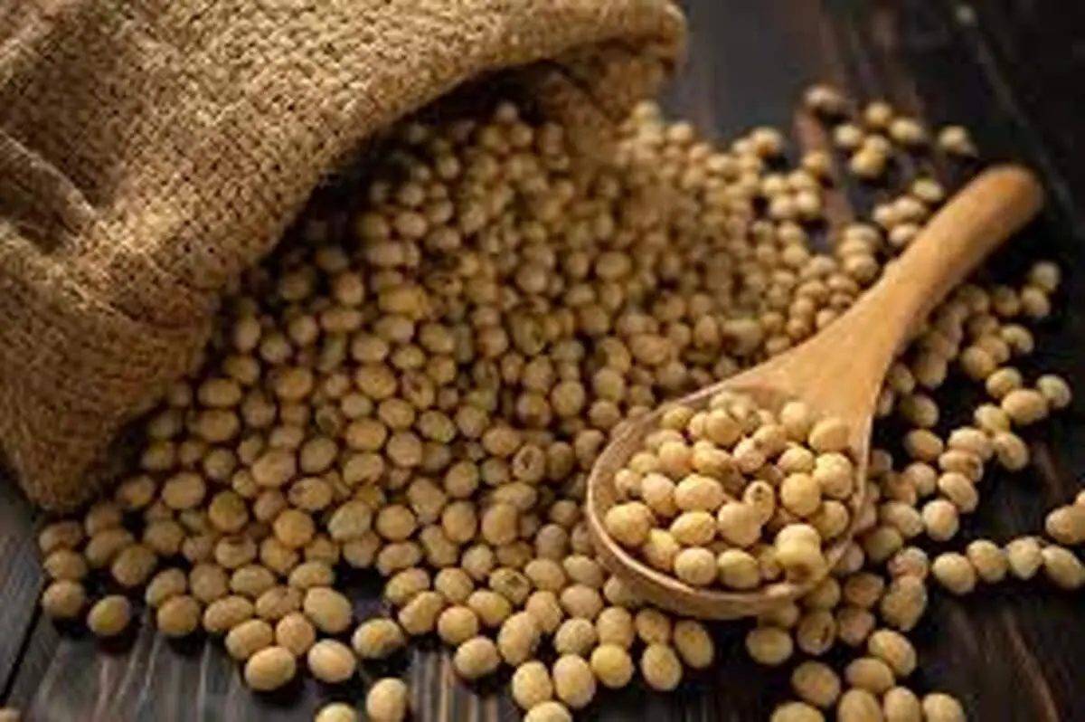 تفاوت سویا و آجیل سویا چیست و چه فرقی دارند