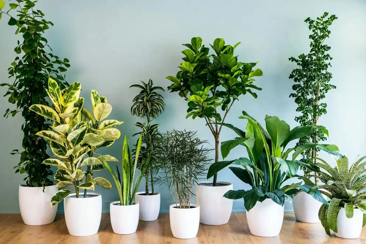 علت شل شدن برگ گیاهان آپارتمانی