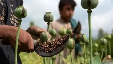 احتمال کشت رسمی مواد مخدر برای تأمین دارو