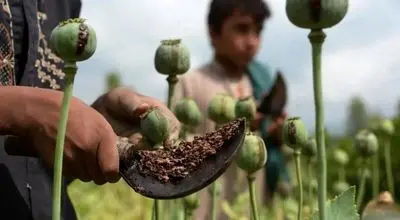 احتمال کشت رسمی مواد مخدر برای تأمین دارو