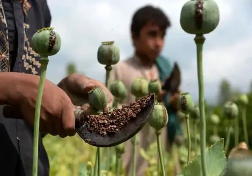 ۱.۶ میلیون ایرانی تفریحی مواد مخدر مصرف می‌کنند