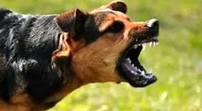 لحظه نجات معجزه‌آسای دختر دانش‌آموز از حمله سگ‌های ولگرد!/ویدیو 