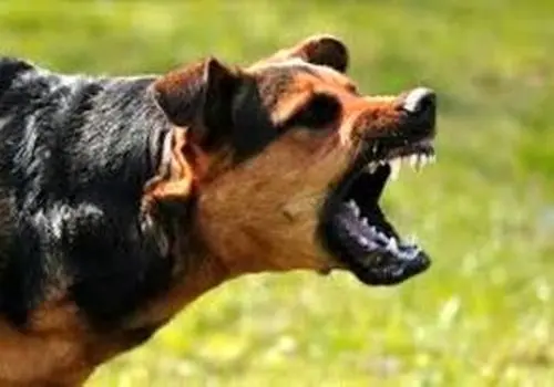 لحظه نجات معجزه‌آسای دختر دانش‌آموز از حمله سگ‌های ولگرد!/ویدیو 