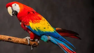 تاکسیدرمی و جانبخشی دوباره به طوطی ماکائو+ فیلم