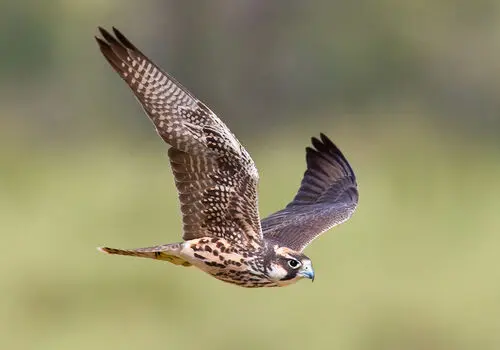 زبان بدن گربه ها به روایت تصویر+ عکس